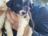 Son Erkek Border Collie Yavrusu