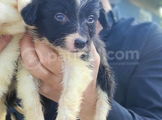 Son Erkek Border Collie Yavrusu görsel