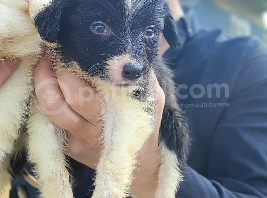 Son Erkek Border Collie Yavrusu