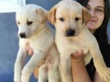Erkek Şampanya Labrador Yavrusu
