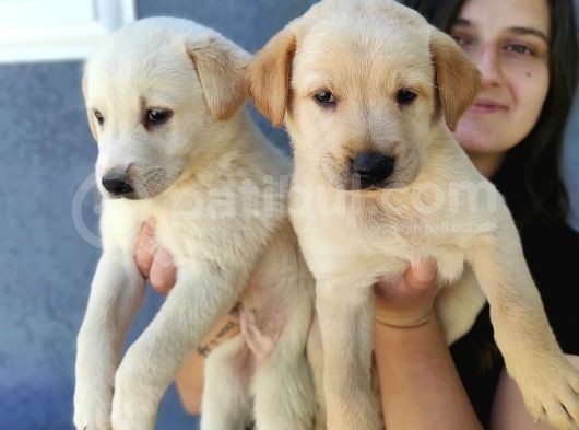 Erkek Şampanya Labrador Yavrusu görsel
