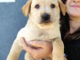 Erkek Şampanya Labrador Yavrusu