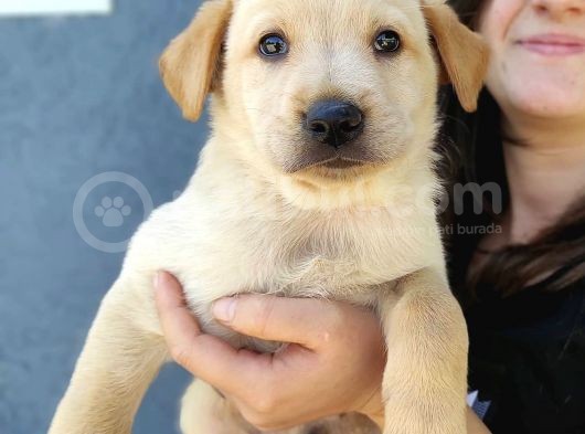 Erkek Şampanya Labrador Yavrusu görsel