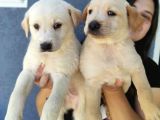 Erkek Şampanya Labrador Yavrusu
