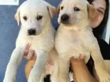 Erkek Şampanya Labrador Yavrusu