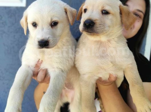 Erkek Şampanya Labrador Yavrusu görsel