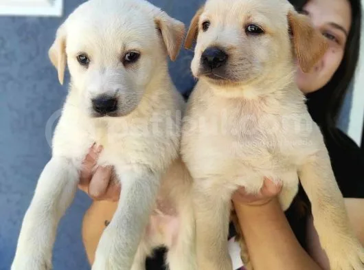 Erkek Şampanya Labrador Yavrusu