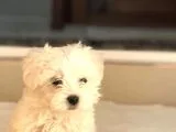Bebek Yüzlü Terrier Yavruları