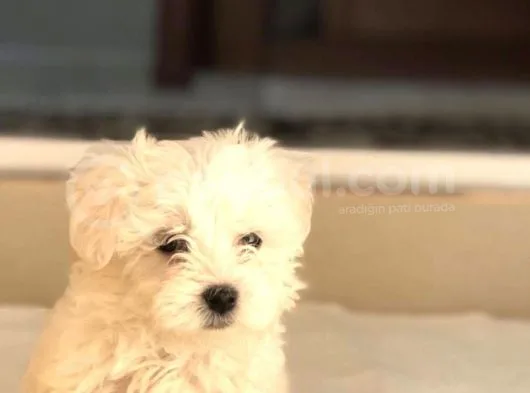 Bebek Yüzlü Terrier Yavruları