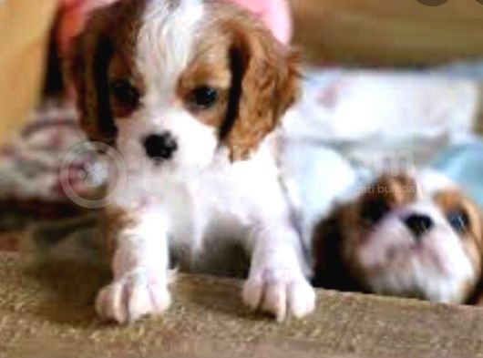 Çok Güzel. Cavalier King Charles Yavruları görsel