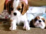 2 Aylık Cavailer King Charles Yavruları