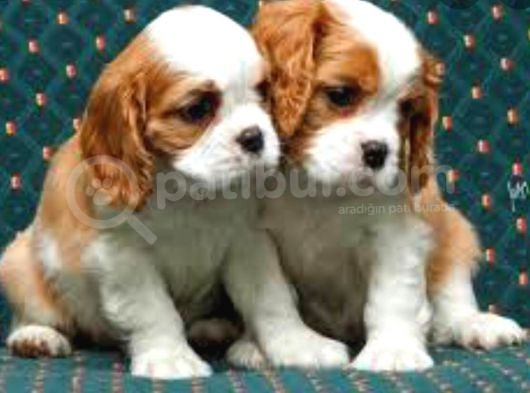 2 Aylık Cavailer King Charles Yavruları görsel