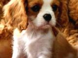 2 Aylık Cavailer King Charles Yavruları