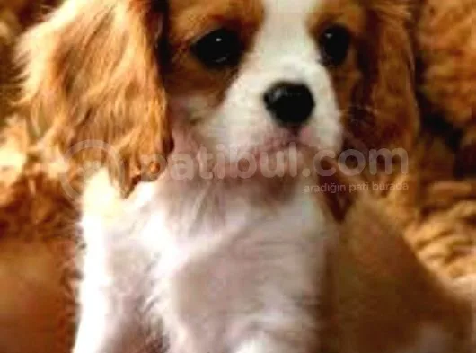 2 Aylık Cavailer King Charles Yavruları