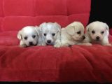 Maltese Terrier Bebek Yüzlü