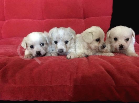 Maltese Terrier Bebek Yüzlü görsel