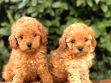 Toy Poodle Yavrular