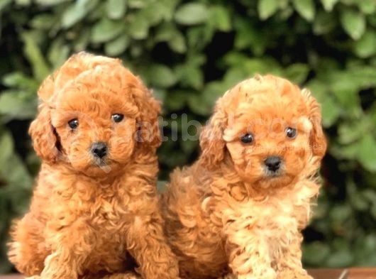 Toy Poodle Yavrular görsel