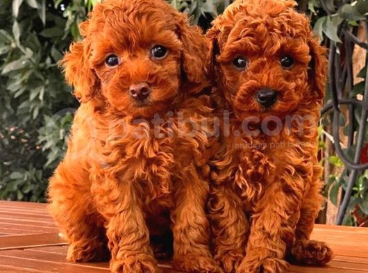 Toy Poodle Yavrular görsel