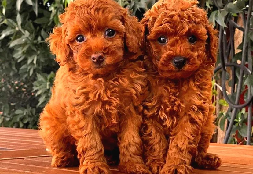 Toy Poodle Yavrular