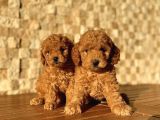 Toy Poodle Yavrular