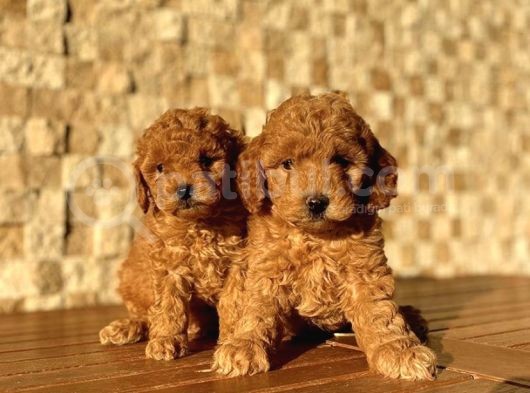 Toy Poodle Yavrular görsel