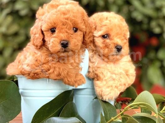 Toy Poodle Yavrular görsel