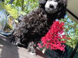 Nadi̇r Renk Si̇lver Toy Poodle Yavrumuz