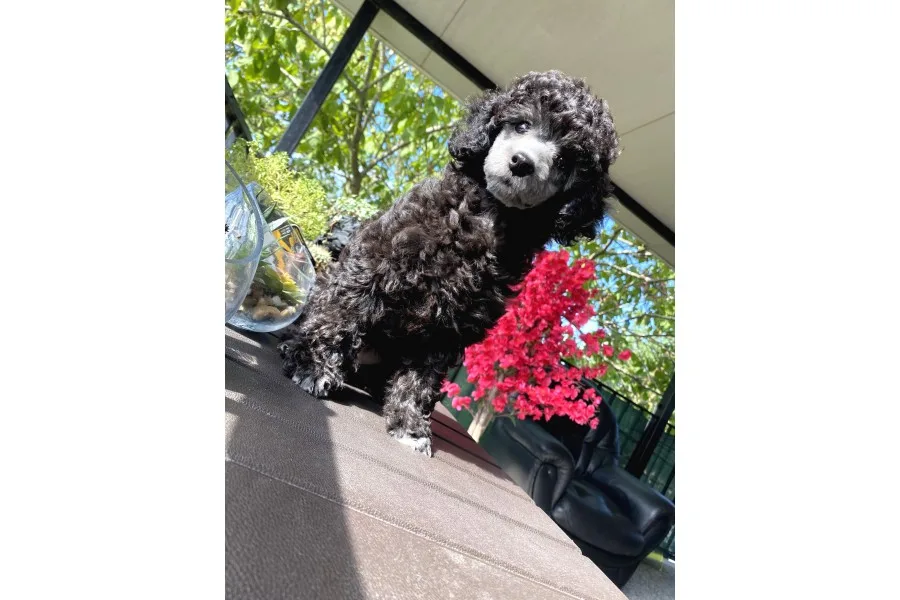Nadi̇r Renk Si̇lver Toy Poodle Yavrumuz