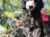 Nadi̇r Renk Si̇lver Toy Poodle Yavrumuz