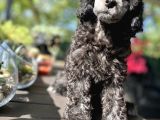 Nadi̇r Renk Si̇lver Toy Poodle Yavrumuz