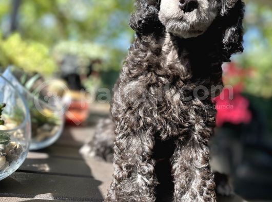 Nadi̇r Renk Si̇lver Toy Poodle Yavrumuz görsel