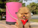 Pomerian Boo