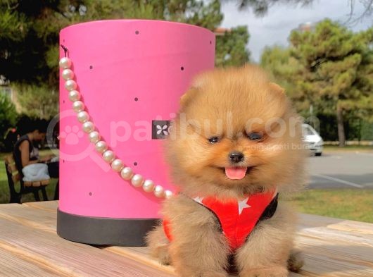Pomerian Boo görsel