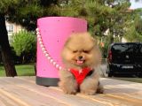 Pomerian Boo