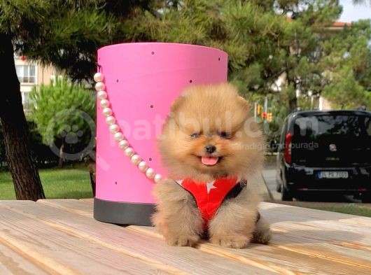 Pomerian Boo görsel