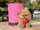 Pomerian Boo