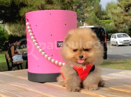 Pomerian Boo görsel