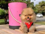 Pomerian Boo