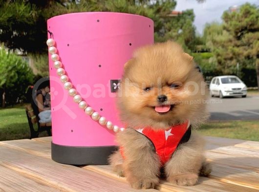Pomerian Boo görsel