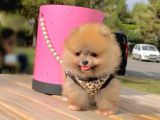 Pomerian Boo