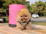 Pomerian Boo