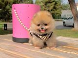 Pomerian Boo