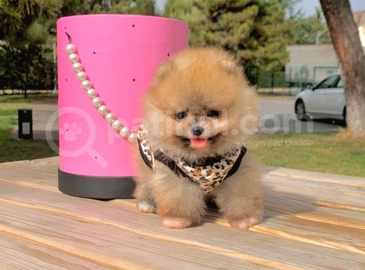Pomerian Boo görsel
