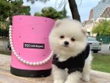 Pomerian Boo