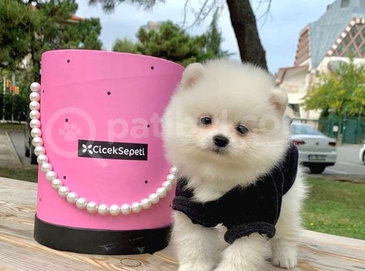 Pomerian Boo görsel