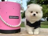Pomerian Boo