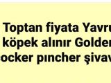 Toptan Yavru Köpek Alınır