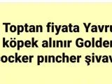 Toptan yavru köpek alınır