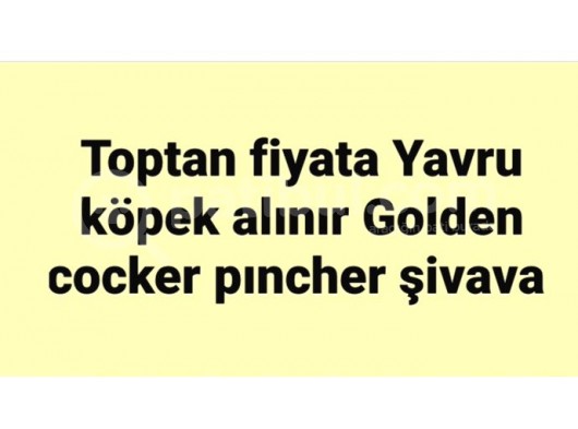 Toptan Yavru Köpek Alınır görsel